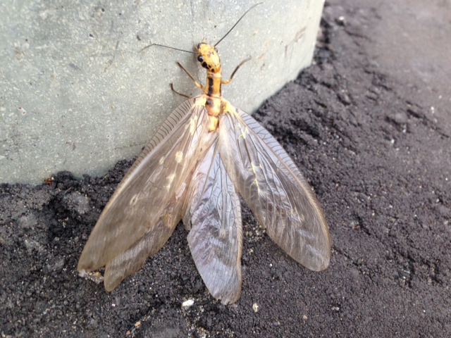 衝撃を受けた昆虫｜北海道札幌市/星田会計事務所